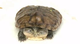 Rare mutant turtle with two heads filmed on Chinese farm