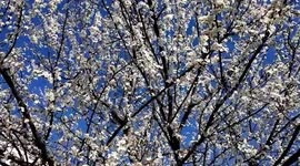 Cherry tree blossoms and first bees of the year