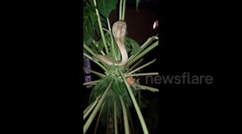Panicked residents shocked to find venomous cobra in papaya tree