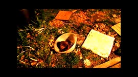 Hedgehog feeding at night.