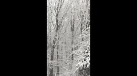 10 Second Spring Snowfall