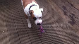 Dog is playing with his toy
