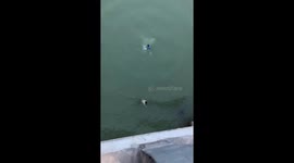 Man rescues woman who jumped off bridge in suicide attempt