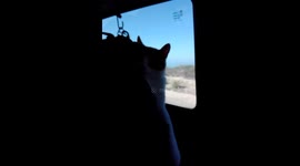 Cat relaxing in a transport bag while traveling.