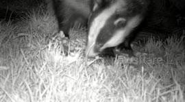 Badger, fox hedgehog close-ups feeding. Essex woodland.