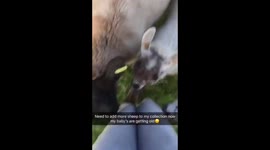 My pet sheep