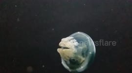 Jellyfish swimming alone.