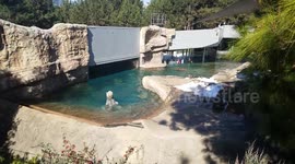 Polar bear swimming