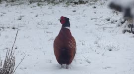 Pheasant shaking in the snow