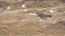 Lapwings coping with the wild weather