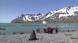 Fur Seal watching tourists landing at Fortuna Bay, South Georgia