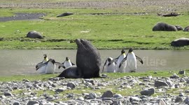 Lagoon at Fortuna Bay South Georgia with loafing seals and King Penguins