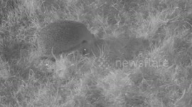 Hedgehogs feeding at night.