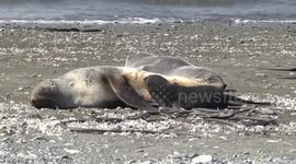 Female Fur Seals with a Pup at the milk bar