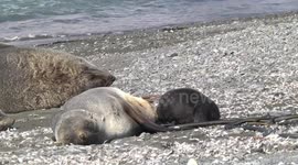 Female Fur Seal with her Pup at the milk bar with Dad nearby