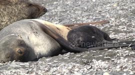 Female Fur Seal with her happy Pup wriggling, Fortuna Bay South Georgia
