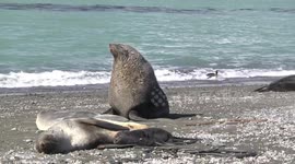 Female Fur Seals with Pup and Male, Fortuna Bay, South Georgia