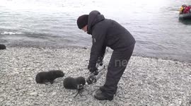 These cute baby fur seals really want to take a selfie