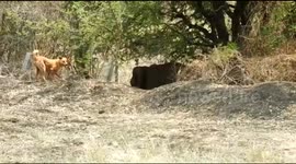Brave dog stops elephant from entering Indian village