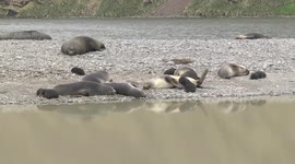 Female Fur Seals with male and cute pups, Stromness, South Georgia