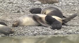 Female Fur Seals their cute pups - closer view - Stromness, South Georgia