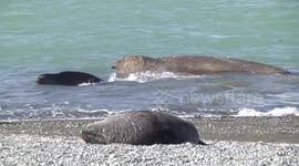 Weaner Elephant Seal avoiding male, Fortuna Bay, South Georgia
