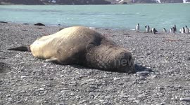 Male Elephant Seal lying on its back - what a huge nostril!