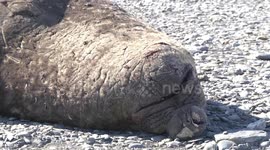 Male Elephant Seal lying on the beach - detail of head and huge nostril