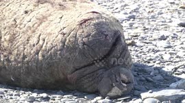 Male Elephant Seal lying on the beach - detail of head and huge nostril snoring
