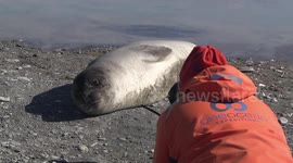 Young Elephant Seal posing for photographer - closer view - Fortuna Bay, South Georgia