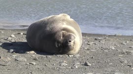 Young Elephant Seal sleeping at pond edge - closer view - Fortuna Bay, South Georgia