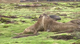 Young male elephant seals filmed play fighting