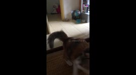 Funny Cat Fail