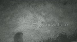 Hedgehog roving at night. Essex woodland.