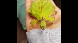 Is it a Leaf or an Insect? The Walking Leaf....