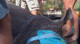 Volunteers save rhino on brink of death after being shot by poachers in South Africa