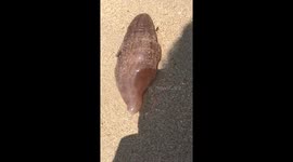 Bizarre sea creature washes up on beach