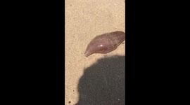 Bizarre sea creature washes up on beach (2)