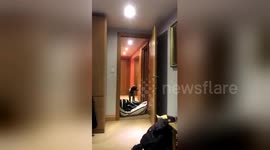Man appears to become dog in hilarious viral variation of bed sheet trick