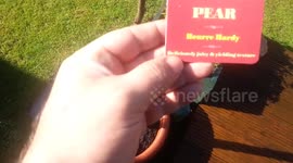 SEMILLEROS PREPARADOS