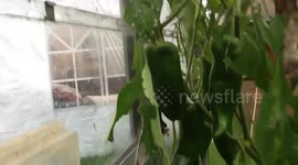 SIEMBRA ORGANICA Y PLAGAS