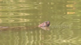 terrestrial turtle in the water, only surfaces with the head (digital zoom)