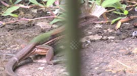 A small reptile wanders around the garden of an Amazon school to pick up something to eat