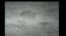 Hedgehog feeding. Essex woodland