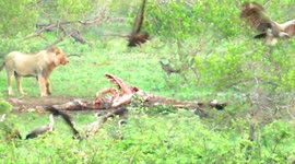 Male lion gives up kill to a horde of vultures and hyenas
