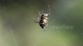 little spider ends up building his spider web
