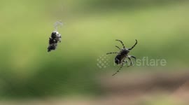 a spider weaves its web