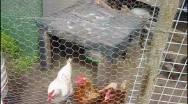 CÓMO HACER UN GALLINERO