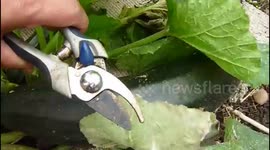 CULTIVO DEL CALABAZÍN GIGANTE 100% ORGÁNICO!!