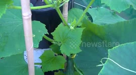 PODA DEL PEPINO (HD1080).